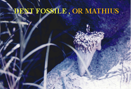 2-DentFossile